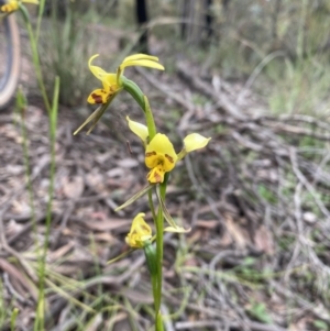 Diuris sulphurea at Bruce, ACT - 6 Nov 2021