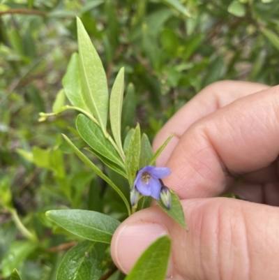 Billardiera heterophylla (Western Australian Bluebell Creeper) at Bruce, ACT - 6 Nov 2021 by rosiecooney