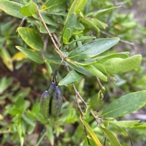 Billardiera heterophylla at Bruce, ACT - 6 Nov 2021