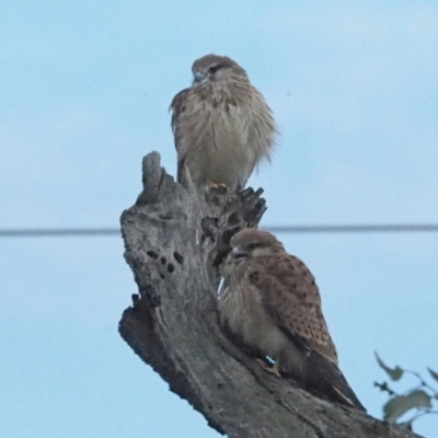 Falco cenchroides (Nankeen Kestrel) at Woodstock Nature Reserve - 5 Nov 2021 by wombey