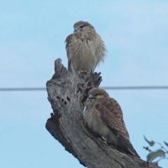 Falco cenchroides (Nankeen Kestrel) at Woodstock Nature Reserve - 5 Nov 2021 by wombey
