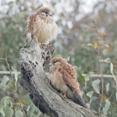 Falco cenchroides at Holt, ACT - 6 Nov 2021 09:24 AM