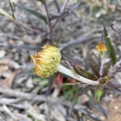 Coronidium oxylepis subsp. lanatum (Woolly Pointed Everlasting) at Bruce Ridge - 6 Nov 2021 by rosiecooney
