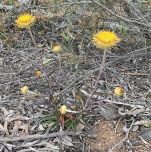 Coronidium oxylepis subsp. lanatum at Bruce, ACT - 6 Nov 2021