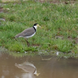 Vanellus miles at Lyneham, ACT - 6 Nov 2021 10:26 AM