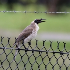 Philemon corniculatus (Noisy Friarbird) at Lyneham, ACT - 5 Nov 2021 by RobertD