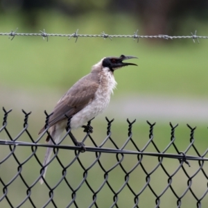 Philemon corniculatus at Lyneham, ACT - 6 Nov 2021 10:31 AM