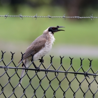 Philemon corniculatus (Noisy Friarbird) at Sullivans Creek, Lyneham North - 5 Nov 2021 by RobertD