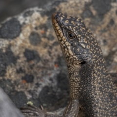 Egernia saxatilis (Black Rock Skink) at Namadgi National Park - 2 Nov 2021 by trevsci