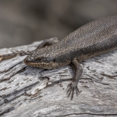 Egernia saxatilis at Cotter River, ACT - 3 Nov 2021