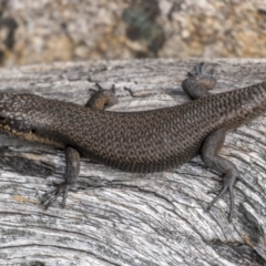 Egernia saxatilis at Cotter River, ACT - 3 Nov 2021