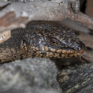 Egernia saxatilis at Cotter River, ACT - 3 Nov 2021