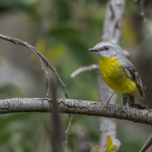 Eopsaltria australis at Paddys River, ACT - 3 Nov 2021