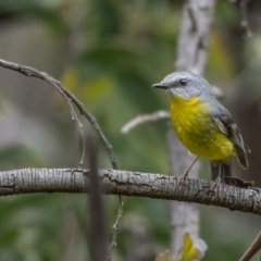 Eopsaltria australis (Eastern Yellow Robin) at Paddys River, ACT - 3 Nov 2021 by trevsci