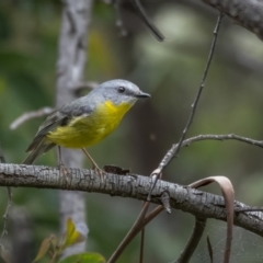 Eopsaltria australis at Paddys River, ACT - 3 Nov 2021