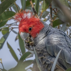 Callocephalon fimbriatum at Cotter River, ACT - 3 Nov 2021