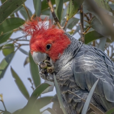 Callocephalon fimbriatum (Gang-gang Cockatoo) at Namadgi National Park - 2 Nov 2021 by trevsci