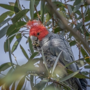 Callocephalon fimbriatum at Cotter River, ACT - 3 Nov 2021