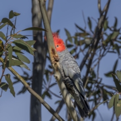 Callocephalon fimbriatum at Cotter River, ACT - 3 Nov 2021