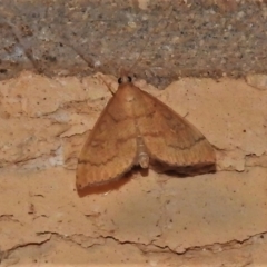 Metasia familiaris (A Crambid moth (Spilomelinae)) at Wanniassa, ACT - 5 Nov 2021 by JohnBundock