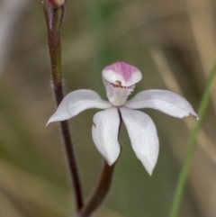 Caladenia alpina (Mountain Caps) at Tidbinbilla Nature Reserve - 3 Nov 2021 by trevsci