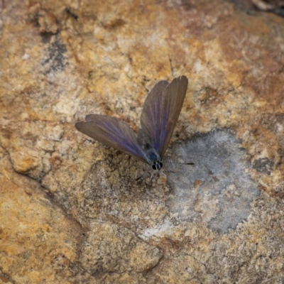 Candalides heathi (Rayed Blue) at Cotter River, ACT - 3 Nov 2021 by trevsci