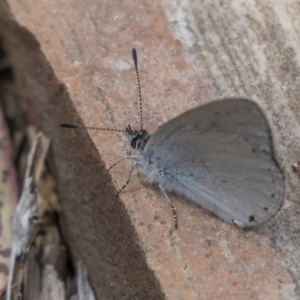 Candalides heathi at Cotter River, ACT - 3 Nov 2021