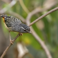 Pardalotus punctatus (Spotted Pardalote) at Tidbinbilla Nature Reserve - 3 Nov 2021 by trevsci