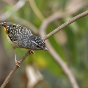 Pardalotus punctatus at Paddys River, ACT - 3 Nov 2021