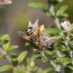 Microtropesa sp. (genus) (Tachinid fly) at Namadgi National Park - 2 Nov 2021 by trevsci