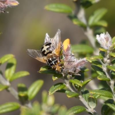 Microtropesa sp. (genus) (Tachinid fly) at Namadgi National Park - 2 Nov 2021 by trevsci