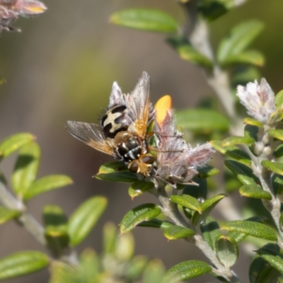 Microtropesa sp. (genus) (Tachinid fly) at Cotter River, ACT - 3 Nov 2021 by trevsci