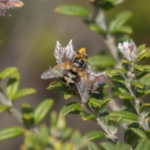 Microtropesa sp. (genus) at Cotter River, ACT - 3 Nov 2021