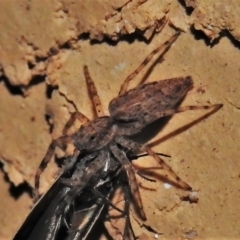 Helpis minitabunda (Threatening jumping spider) at Wanniassa, ACT - 5 Nov 2021 by JohnBundock