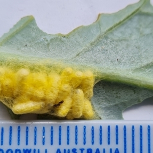 Cotesia glomerata at Isaacs, ACT - 6 Nov 2021