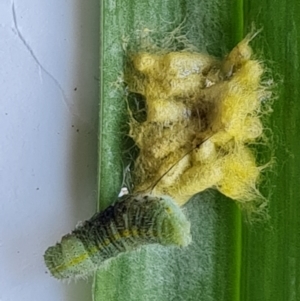 Cotesia glomerata at Isaacs, ACT - 6 Nov 2021 12:17 PM