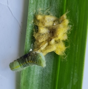 Cotesia glomerata at Isaacs, ACT - 6 Nov 2021