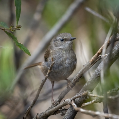 Sericornis frontalis (White-browed Scrubwren) at Cotter River, ACT - 3 Nov 2021 by trevsci