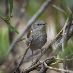 Sericornis frontalis (White-browed Scrubwren) at Cotter River, ACT - 2 Nov 2021 by trevsci