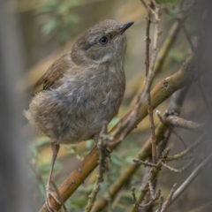 Sericornis frontalis at Cotter River, ACT - 3 Nov 2021 07:57 AM