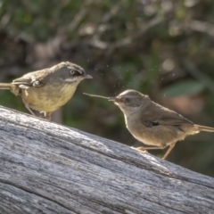 Sericornis frontalis at Cotter River, ACT - 3 Nov 2021 07:57 AM