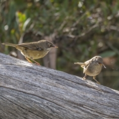 Sericornis frontalis at Cotter River, ACT - 3 Nov 2021 07:57 AM