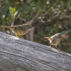 Sericornis frontalis at Cotter River, ACT - 3 Nov 2021 07:57 AM