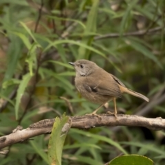 Sericornis frontalis (White-browed Scrubwren) at Paddys River, ACT - 3 Nov 2021 by trevsci