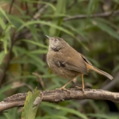 Sericornis frontalis at Paddys River, ACT - 3 Nov 2021