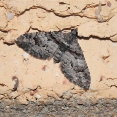 Phrissogonus laticostata (Apple looper moth) at Wanniassa, ACT - 5 Nov 2021 by JohnBundock