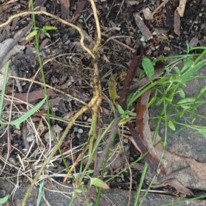 Einadia nutans subsp. nutans at Greenleigh, NSW - 6 Nov 2021