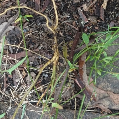 Einadia nutans subsp. nutans (Climbing Saltbush) at Greenleigh, NSW - 6 Nov 2021 by LyndalT