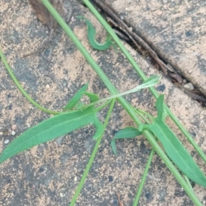 Einadia nutans subsp. nutans at Greenleigh, NSW - 6 Nov 2021 01:09 PM