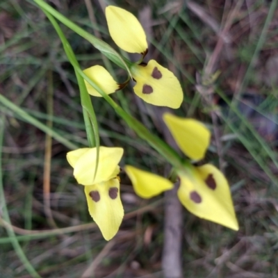 Diuris sulphurea (Tiger Orchid) at Greenleigh, NSW - 6 Nov 2021 by LyndalT